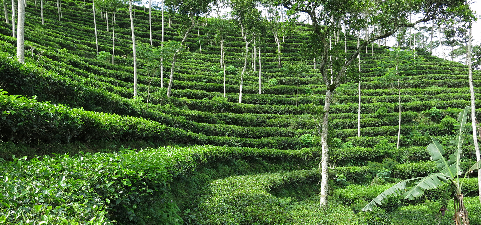 Borobudur Highlands Walk