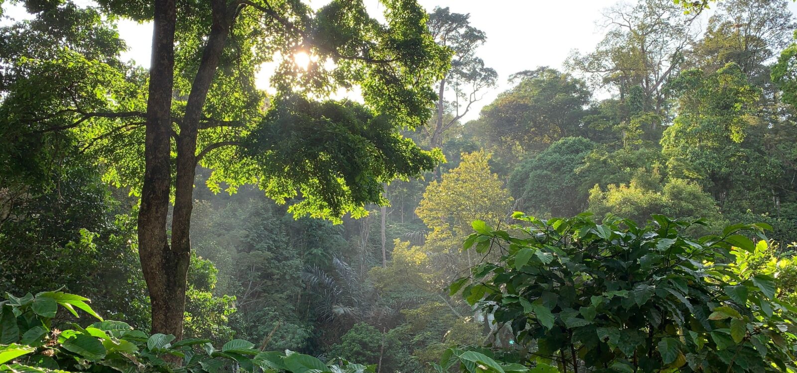 NEW Java: Exploring Java’s Wildlife