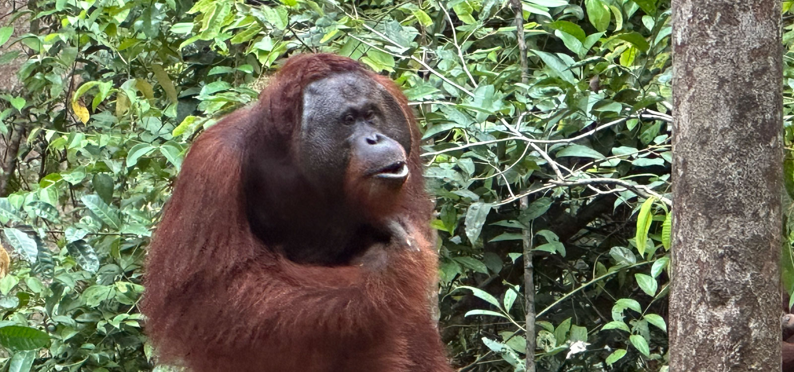 NEW Kalimantan: Orangutan Houseboat Tour