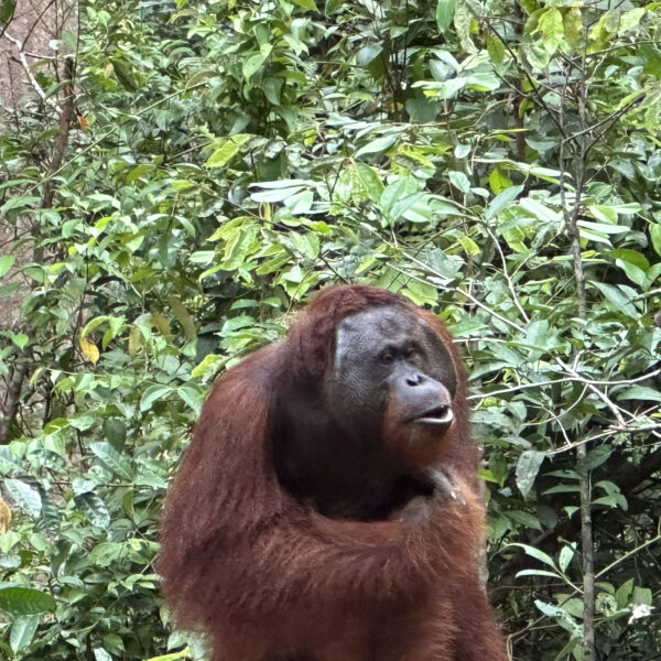 NEW Kalimantan: Orangutan Houseboat Tour